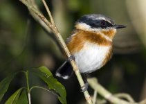 Cape Batis, Ebb and Flow Camp Site, Wilderness.jpg