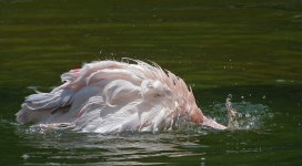 flamingo bathe P6000 DSCN0391.jpg