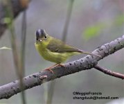 Plain-tailed Warbler.jpg