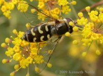 hoverfly3 ex8473 (800).JPG