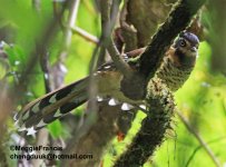 Spotted laughingthrush.jpg