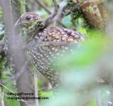 Temminck's Tragopan 1.jpg