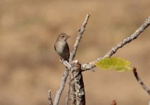 Z11Flycatcher Spotted Val de Para 021009103102009.jpg