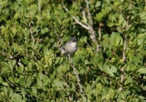 Z11Warbler Sardinian Val de Para 021009103102009.jpg