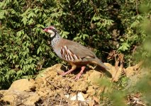 1Partridge red legged Val de Para 031009103102009.jpg