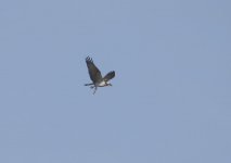 1Raptors Osprey 3 Alvor Estuary 041009104102009.jpg