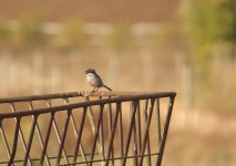 Z11Shrike Great Grey Alvor 071009107102009.jpg