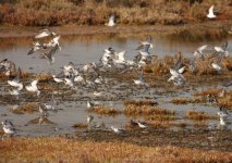 Z11Waders Sanderling,Dulin,Curlew San,Stint & Plovers Alvor 071009107102009.jpg