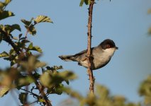 Sardinian Warbler printed_resize.JPG