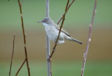 Whitethroat printed_resize.jpg