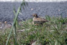 Woodlark printed_resize.jpg