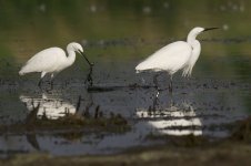 egret-00194.jpg