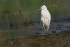 egret-00247.jpg