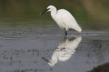 egret-00182.jpg