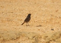 1a Redstart Black 1 Cape St.Vincent 051009106102009.jpg