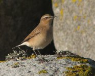 wheatear1.jpg