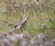 buffbreastsand.jpg