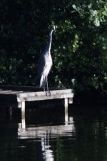 Heron.jpg