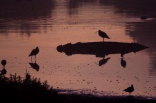 Curlew Sunrise.jpg