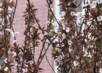 Japanese White-eye 3.jpg