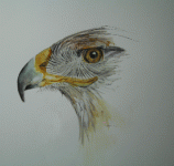 ferruginous-hawk-beak-study.gif