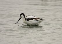 z1Waders Avocet Pera Marsh 091009.jpg