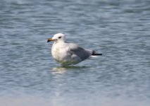 z1Gull Audouin's 1 Pera Marsh 041009104102009.jpg