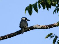 040119 Black-breasted Puffbird 1360.jpg