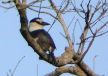 040122 White-necked Puffbird 0452.jpg