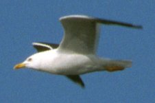 larus-id.jpg