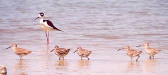 short-billed dowitchers.jpg