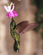 colibri.gif