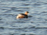 little grebe 004.jpge.jpg