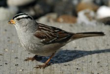 white crowned sparrow.jpg