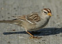 white crowned sparrow female.jpg