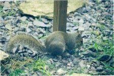 baby-squirrel1.jpg