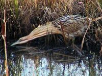 bittern low barns 270103.jpg