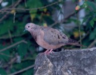 eared dove.jpg