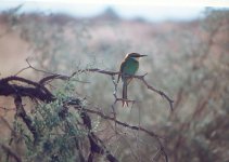 swallowtailed bee eater.jpg