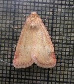 Moth050604.jpg