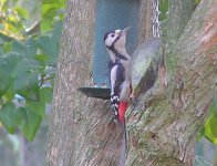 pa230150wpecker.jpg