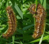 caterpillar 1.jpg