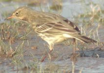 Rock pipit - littoralis.JPG