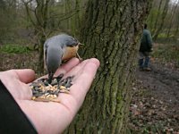 Nuthatch 0767.jpg