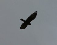 marsh harrier net.jpg