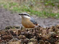 Nuthatch 0754.jpg