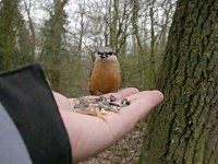 Nuthatch 0768.jpg