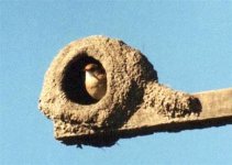 Rufous Hornero (in nest).jpg