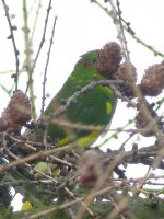 parrotparakeet2.jpg