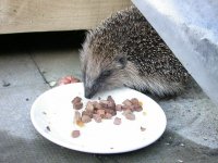 Young one out for a feed 1.jpg